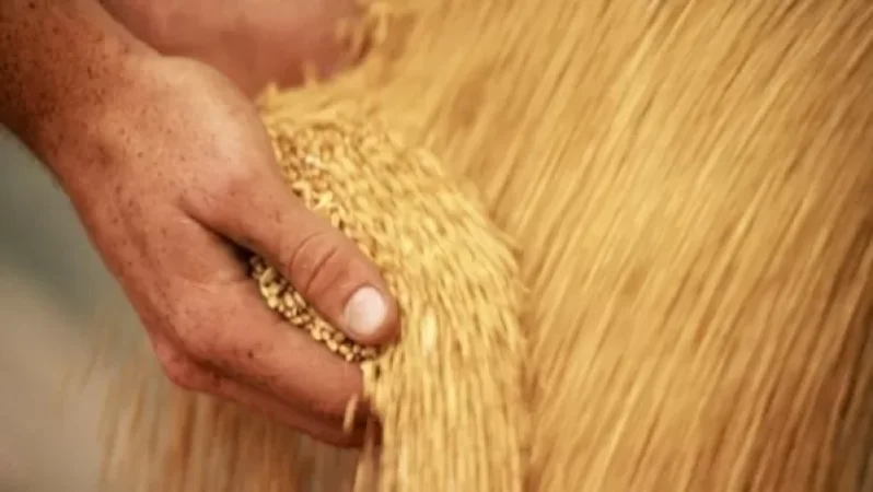 Աֆղանստանը դադարեցրել է ցորենի արտահանումը