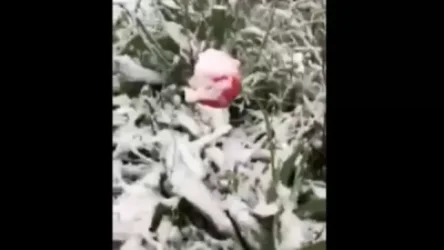 ՏԵՍԱՆՅՈՒԹ. Մարտունիում ձյուն է գալիս