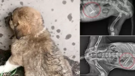 Լուսանկարներ․ Վանաձորում շան ձագին մի բուռ ասեղ են կերակրել