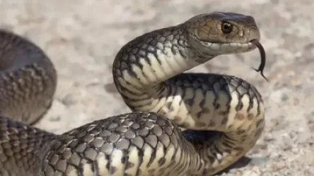 Ահազանգեր՝ օձերի վերաբերյալ