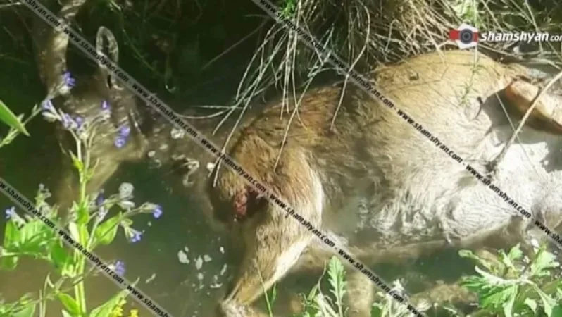 Photos: Poaching Incident in Ararat Region Reveals Dead Nubian Goat Listed in the Red Book