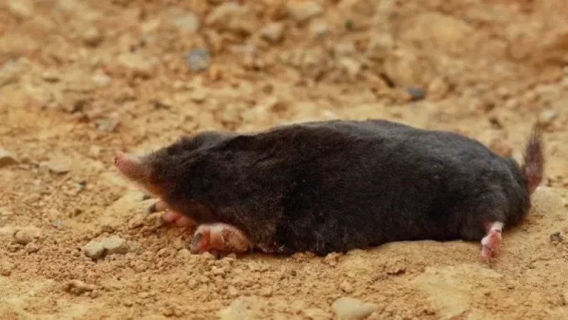 «Դիլիջան» ազգային պարկի ամբողջ տարածքում մեծ քանակությամբ խլուրդներ են անկում