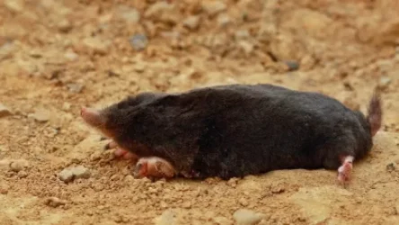 «Դիլիջան» ազգային պարկի ամբողջ տարածքում մեծ քանակությամբ խլուրդներ են անկում