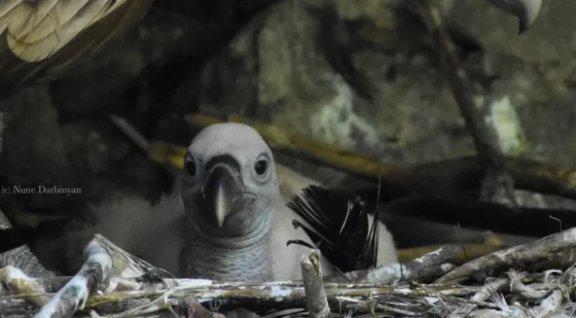 ԼՈՒՍԱՆԿԱՐՆԵՐ․ Կարմիր գրքում գրանցված սպիտակագլուխ անգղի ձագերը՝ կենդանաբանական այգում