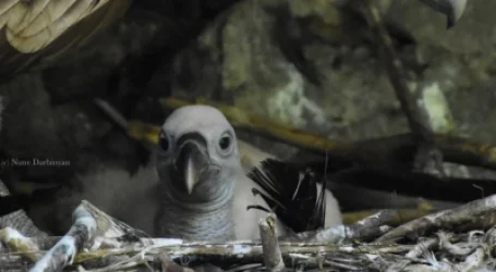 ԼՈՒՍԱՆԿԱՐՆԵՐ․ Կարմիր գրքում գրանցված սպիտակագլուխ անգղի ձագերը՝ կենդանաբանական այգում