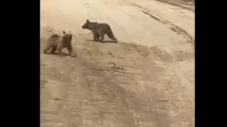 ՏԵՍԱՆՅՈՒԹ. Արջի քոթոթները Քաջարանի մոտակայքում