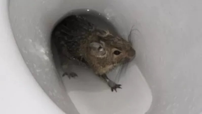 Մերձմոսկվայում առնետը դուրս է եկել զուգարանից և կծել երեխային