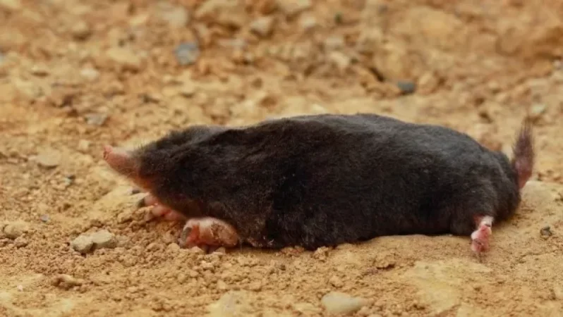 «Դիլիջան» ազգային պարկի տարածքում անկած խլուրդներ չեն գտնվել. ՇՄՆ