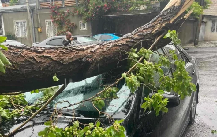 ԼՈՒՍԱՆԿԱՐՆԵՐ․ Ուժեղ քամու և անձրևի հետևանքով Երևանում ավելի քան 20 ծառ է տապալվել