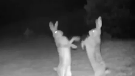 Օրվա տեսանյութ․ տեսախցիկները ֆիքսել են նապաստակների կռիվը