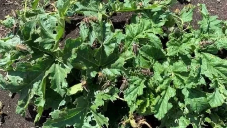 Ճամբարակում «պայքար է մղվում» ծղրիդների դեմ