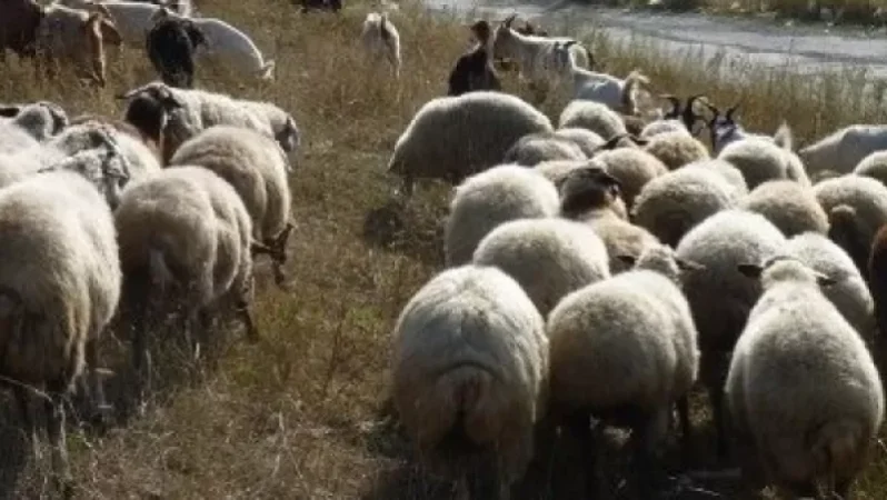 Ադրբեջանական կողմը հրաժարվել է վերադարձնել գերեվարված հովվի 280 ոչխարը. վնասը` 20-24.000 դոլար, կփոխհատուցի պետությունը