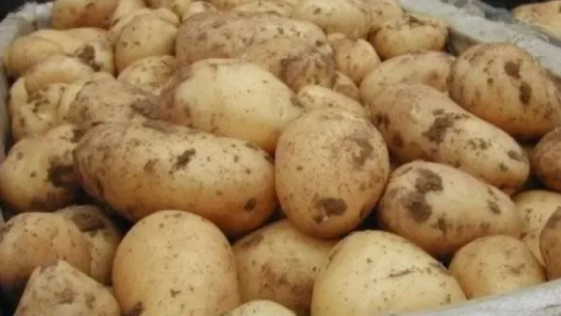 Ռուսաստանն արգելել է Ադրբեջանից 530,6 տոննա միրգ-բանջարեղենի ներկրումը