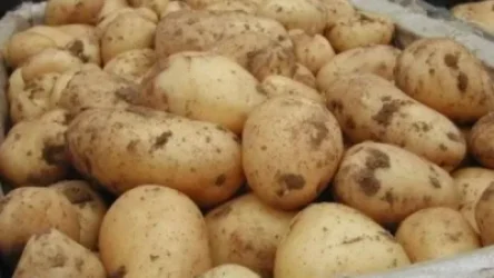 Ռուսաստանն արգելել է Ադրբեջանից 530,6 տոննա միրգ-բանջարեղենի ներկրումը