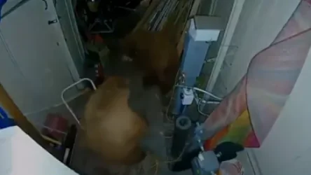 ՏԵՍԱՆՅՈՒԹ. Երկու արջերի կռիվը` ամերիկուհու տանը