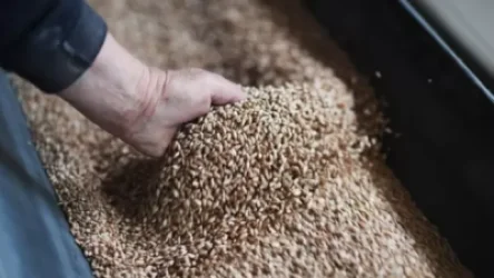 Պուտինը խոսել է հացահատիկի տեղափոխման խնդրի մասին