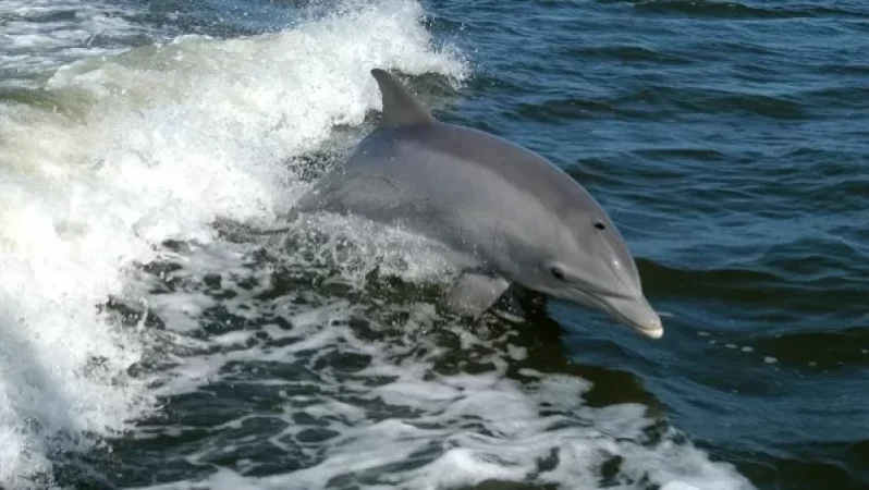 Առնվազն 3000 դելֆին է սատկել Սև ծովում. հայտնի է պատճառը