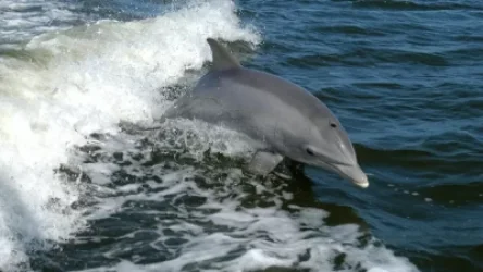 Առնվազն 3000 դելֆին է սատկել Սև ծովում. հայտնի է պատճառը