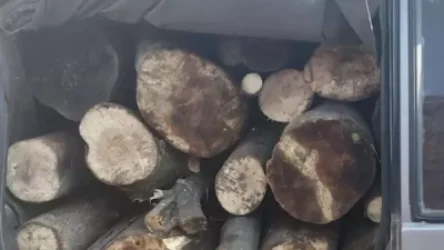 ՏԵՍԱՆՅՈՒԹ․ Բացահայտվել է ապօրինի ծառահատման դեպք