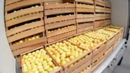 30 տոննա ծիրանով բեռնատարները կանգնել են Լարսում, բերքահավաքը դադարացվել է. արտահանող ընկերության տնօրեն