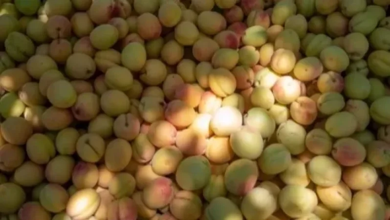 «Տանը հյութ սարքեք, ջեմ, կոմպոտ, մուրաբա, ինչ֊որ բան, բայց օգնեք»․ հայկական գյուղմթերքի արտահանումը վտանգի տակ է