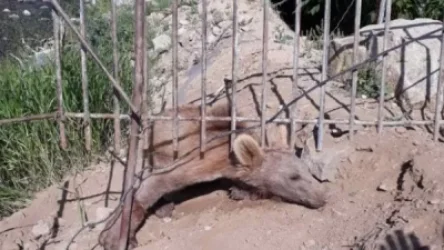 Սյունիքում ազատել են ցանկապատի մեջ արգելափակված արջի քոթոթին