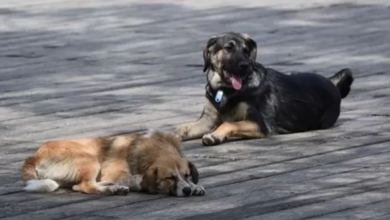 Հայտարարություն՝ Երևանում թափառող շների մասսայական քնեցման վերաբերյալ լուրերի մասին