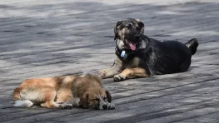 Հայտարարություն՝ Երևանում թափառող շների մասսայական քնեցման վերաբերյալ լուրերի մասին