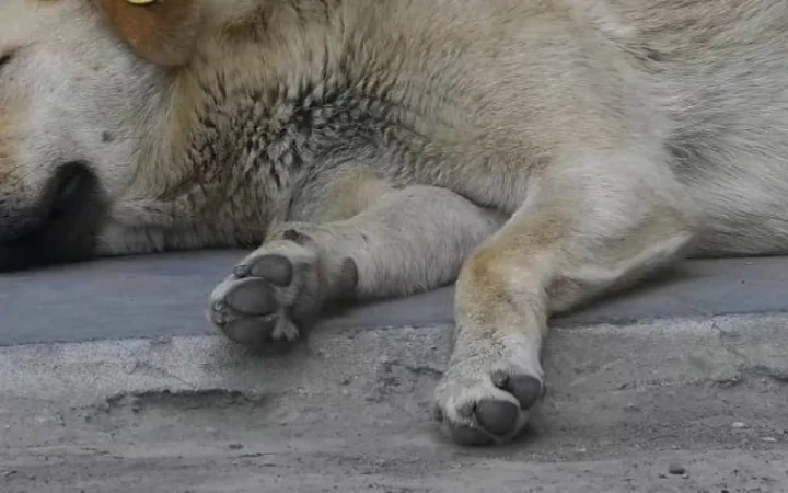 Գուգարքում ռեստորանի սեփականատերը հրացանով կրակել է շանը. փաստաթղթերը ներկայացվել են քննչական վարչություն