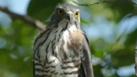 Հրազդանում  հայտնաբերվել է քաղաքացու կողմից անազատության մեջ պահվող ճուռակ