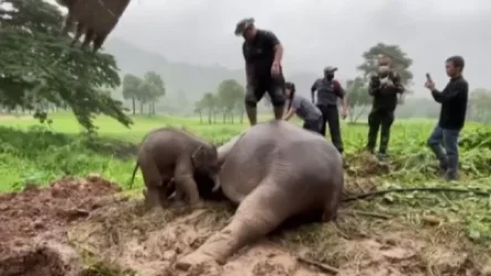 ՏԵՍԱՆՅՈՒԹ. Փոքրիկ փիղը հայտնվել է կոյուղու մեջ. մայրը սթրեսից ուշագնաց է եղել