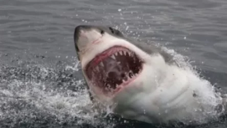 17-ամյա աղջիկը շնաձկան հարձակման հետևանքով կորցրել է ոտքը․ Ֆլորիդա