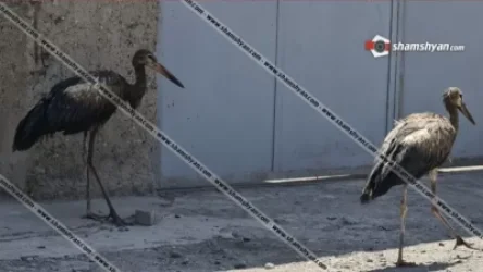 ԼՈՒՍԱՆԿԱՐՆԵՐ. «Սպիտակ արագիլները դարձել են սև». բնակիչներն ահազանգում են և նշում պատճառը