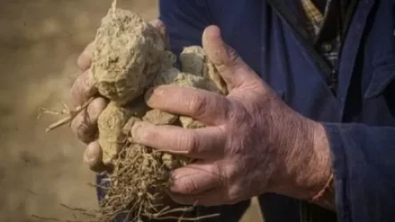 Իտալիայում սարսափելի երաշտ է