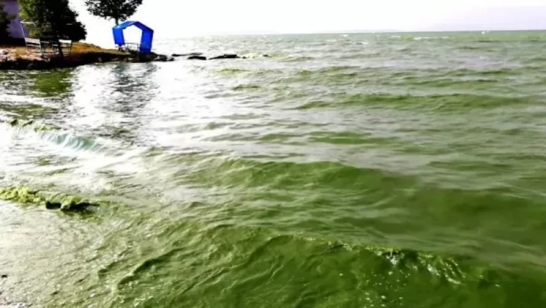 «Թե զբոսաշրջություն ես ուզում զարգացնել, Սևանը կոյուղաջրերից մաքրիր. լիճը կանաչում-կապտում-նեխում է». բնապահպան