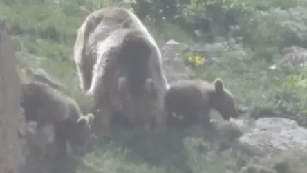 ՏԵՍԱՆՅՈՒԹ. Գորշ արջի և քոթոթների առավոտյան զբոսանքը` Սյունիքում