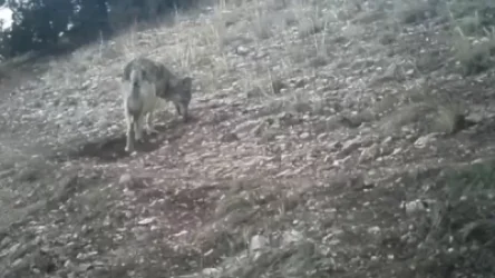 ՏԵՍԱՆՅՈՒԹ. Ինչպես են գայլերը զբոսնում Խոսրովի անտառում. տեսախցիկները ֆիքսել են կադրերը