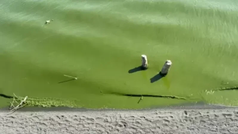 Ինչու է կանաչում Սևանա լիճը. ՇՄ նախարարության պարզաբանումը