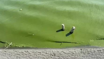 Ինչու է կանաչում Սևանա լիճը. ՇՄ նախարարության պարզաբանումը