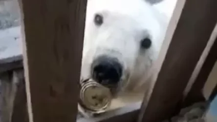 ՏԵՍԱՆՅՈՒԹ. Խտացրած կաթի տարան մնացել է արջի բերանում. նա շրջել է ողջ գյուղով և «օգնություն խնդրել» մարդկանցից. ՌԴ