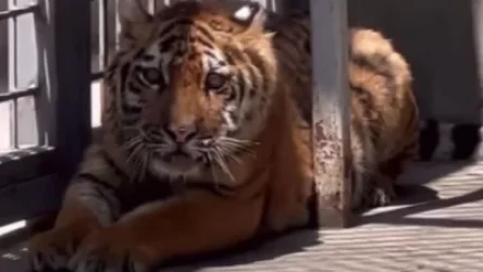 ՏԵՍԱՆՅՈՒԹ. Երևանի կենդանաբանական այգու նոր բնակիչն է