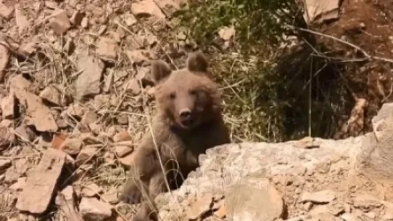 ՏԵՍԱՆՅՈՒԹ․ Արջի քոթոթը փրկվել է որսագողերի թակարդից. տեսախցիկը ֆիքսել է