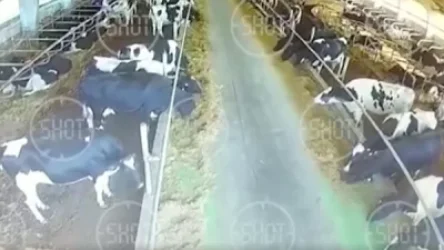 ՏԵՍԱՆՅՈՒԹ․ Ինչպես է արկն ընկնում անասնաբուծական ֆերմայի վրա, որտեղ մեծ թվով կովեր են սատկել