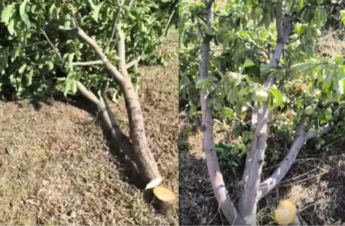 Կոտայքի մարզպետարանը` Գառնիում բերքատու ծառերի մասսայական վանդալիզմի մասին