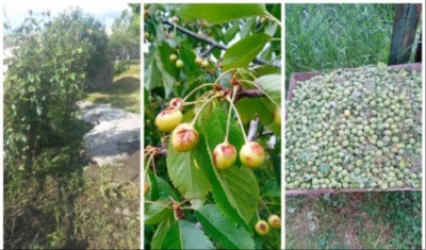 40 տարեկան եմ, սենց բան չէի տեսել. Հայրավանքի վարչական ղեկավար