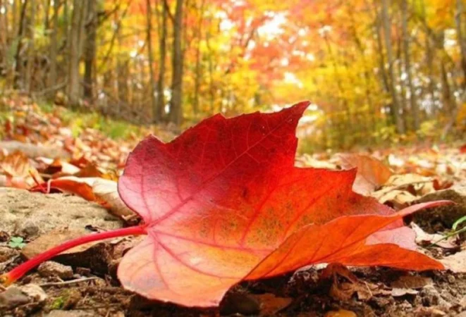 Առաջիկա օրերի եղանակ Հայաստանում