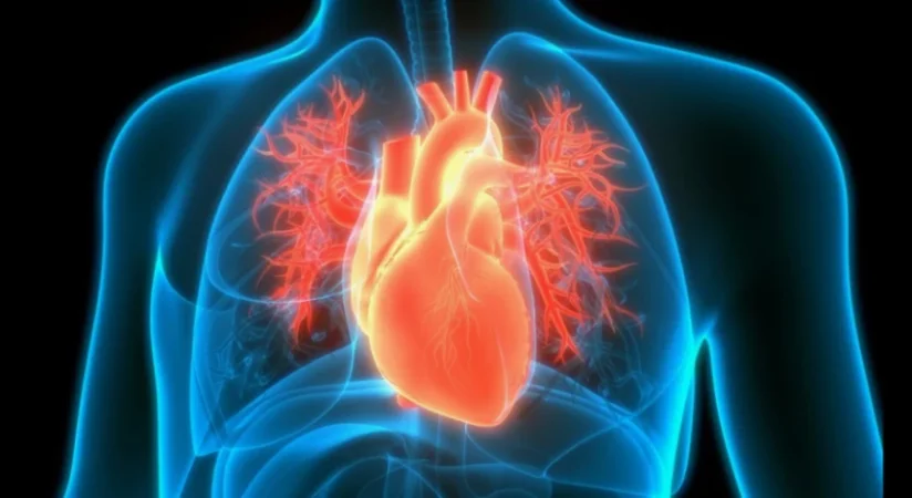 Արհեստական բանականությունը՝ սրտի հանկարծակի կանգի կանխման նոր լուծում