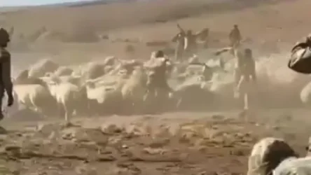 ՏԵՍԱՆՅՈՒԹ. Ադրբեջանցի զինվորականները Հայաստանի տարածքից ոչխարի հոտ են գողացել