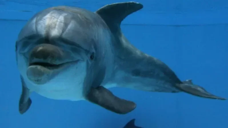 ԱՄՆ-ում հայտնել են ռուսական «գաղտնի զենքի» մասին