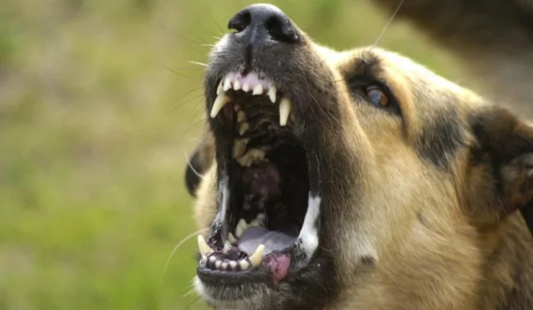 «Տեսել եմ՝ շունը երեխային գզում է, հասել եմ, փրկել»․ նոր մանրամասներ՝ քաղաքացիների վրա շան հարձակումից